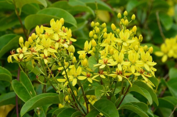 Cây Hoa Leo Mai Hoàng Yến