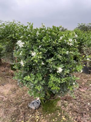 Những Loại Cây Hoa Cảnh Sân Vườn Đẹp Bạn Nên Trồng 1