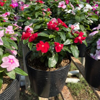 Những Loại Cây Hoa Cảnh Sân Vườn Đẹp Bạn Nên Trồng 2