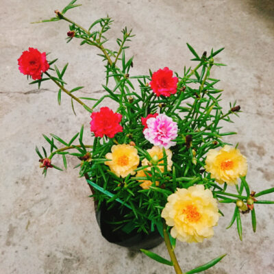 Những Loại Cây Hoa Cảnh Sân Vườn Đẹp Bạn Nên Trồng 4
